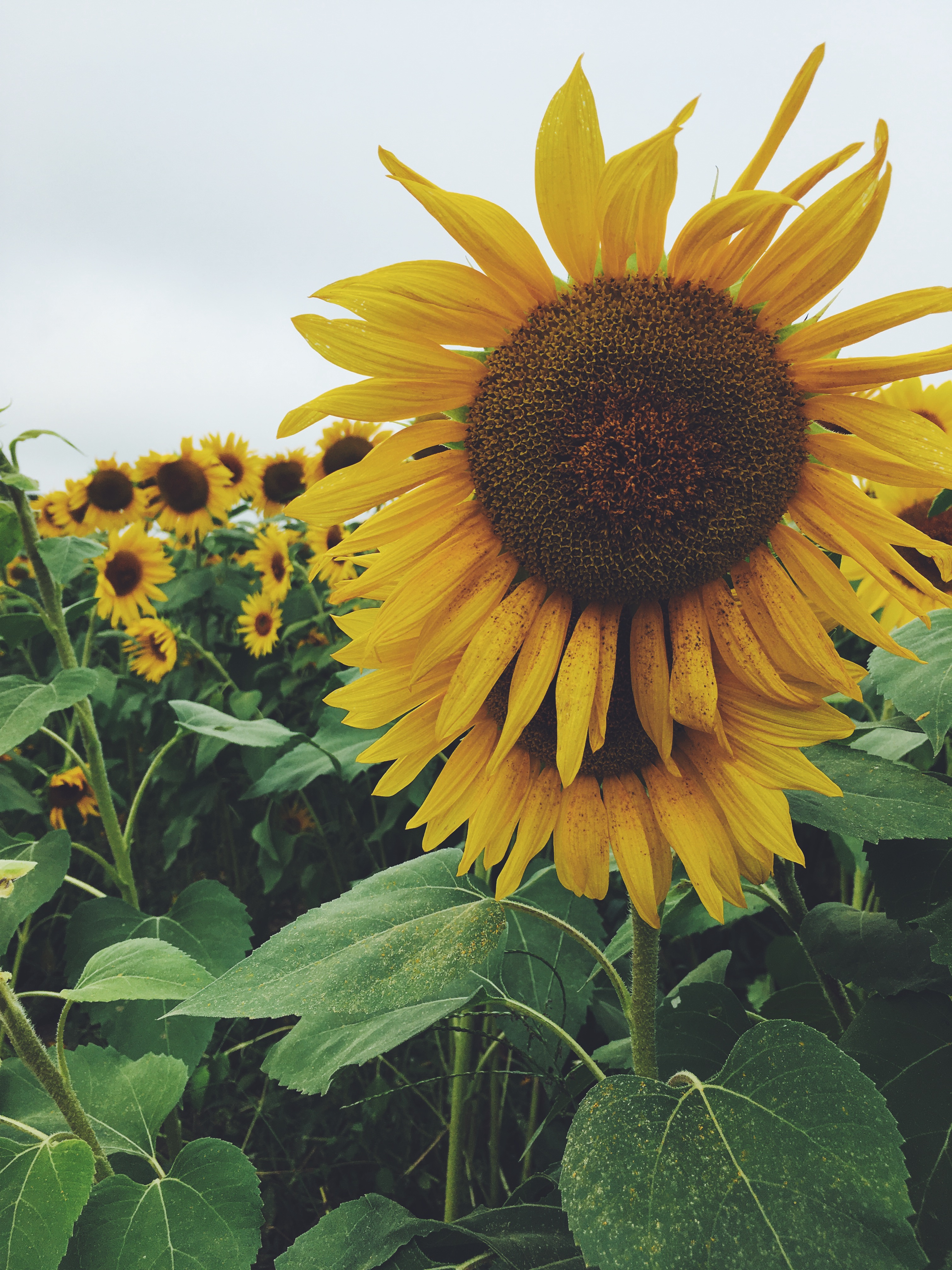 Colby Farm Sunflower Field with Marleylilly